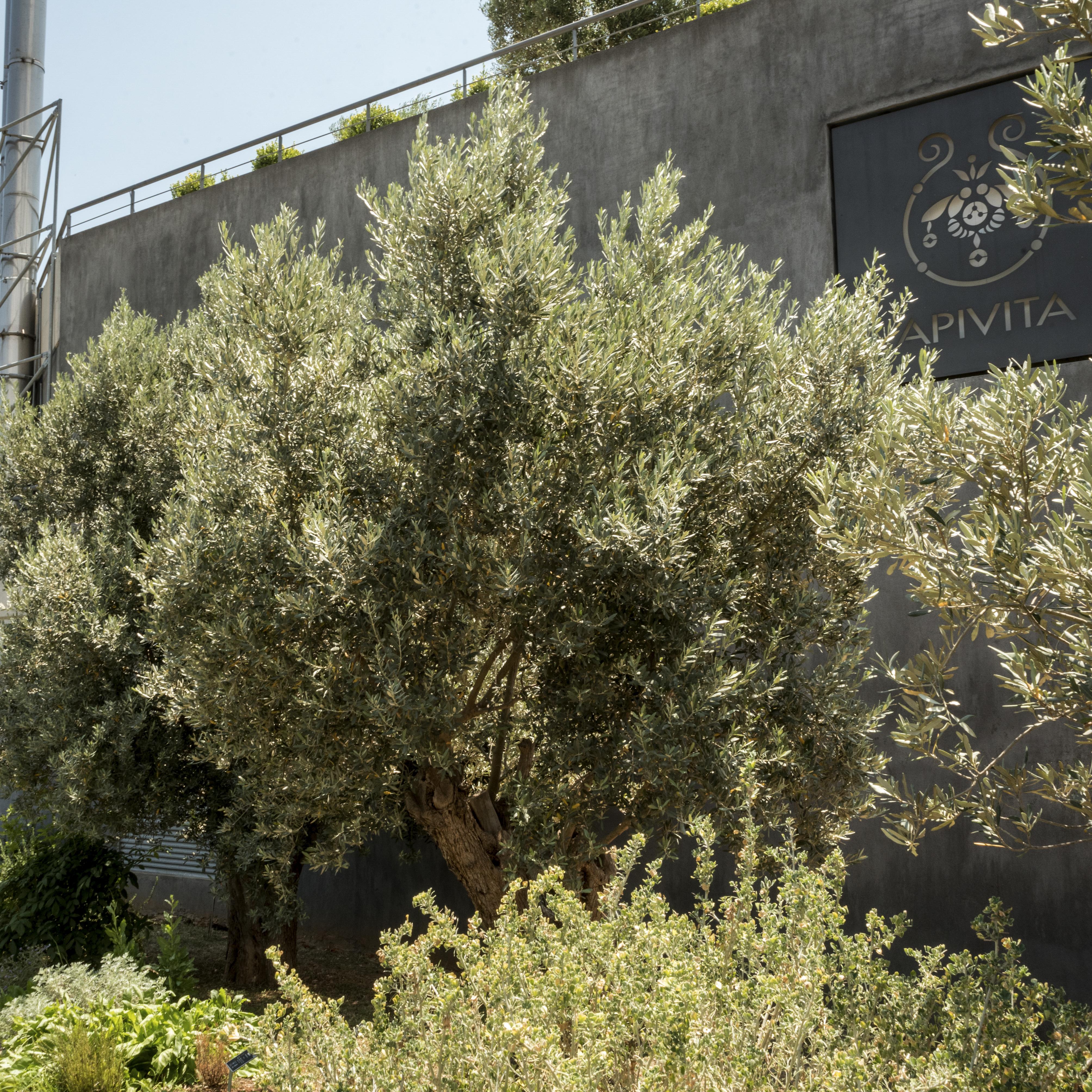 boom apivita μέρα περιβάλλοντος