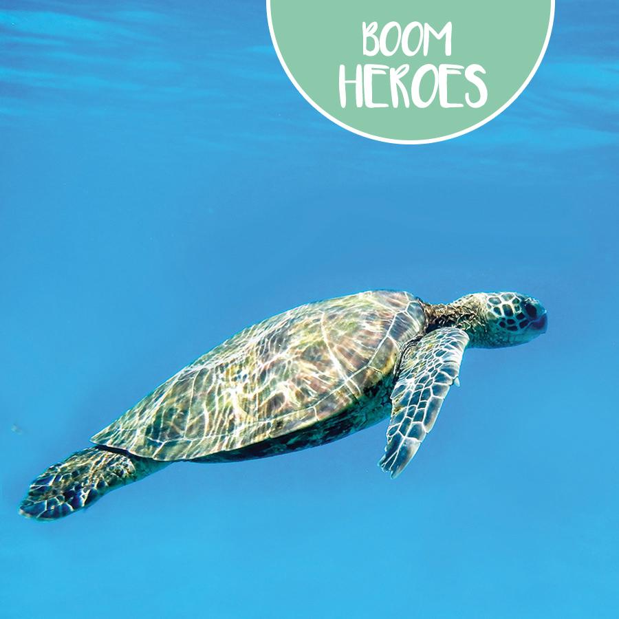 Κέντρο Διάσωσης Θαλάσσιων Χελωνών του ΑΡΧΕΛΩΝ