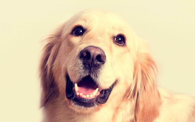 boom golden retriever σκύλος