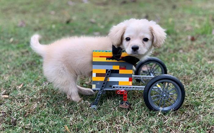 boom αμαξίδιο με lego για ανάπηρο σκυλάκι
