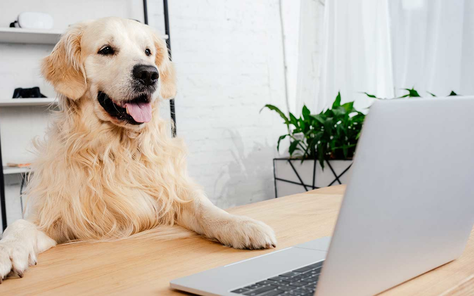 boom σκύλος στη δουλειά