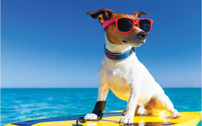 διακοπές με σκύλο