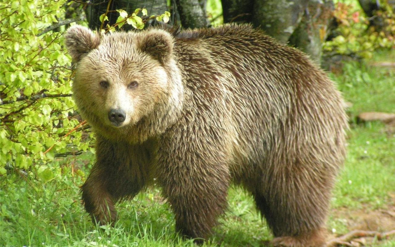 we do αρκτούρος 