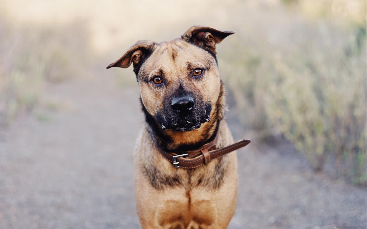 Κατοικίδια και φωτιές