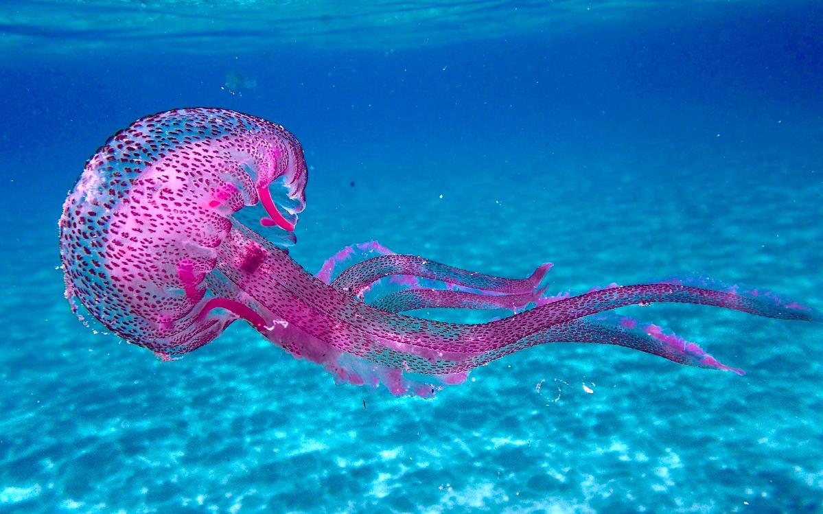 μωβ μέδουσα