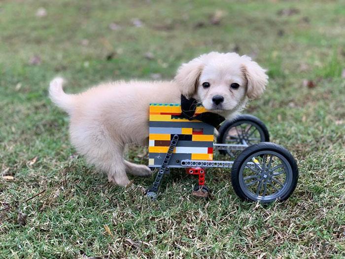 boom αμαξίδιο με lego για ανάπηρο σκυλάκι