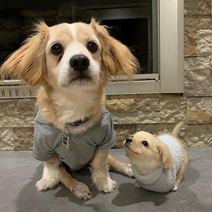 boom αμαξίδιο με lego για ανάπηρο σκυλάκι