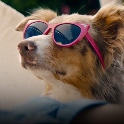 boom ikea save a greek stray 