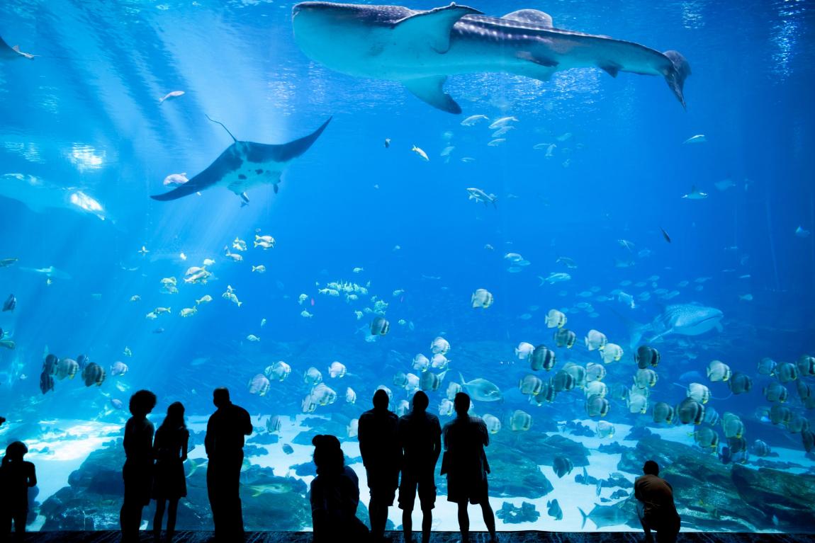 boom georgia aquarium live streaming