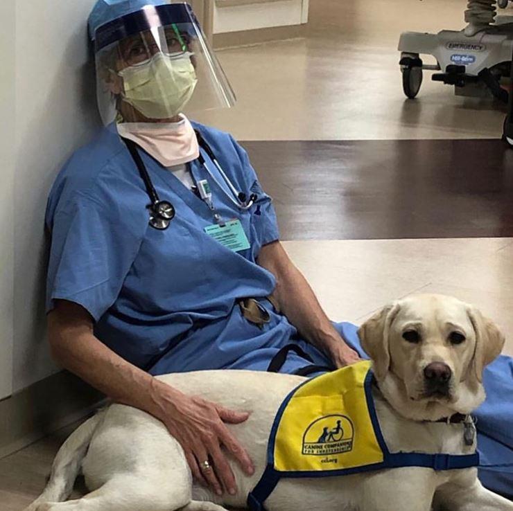 boom σκυλί θεραπείας