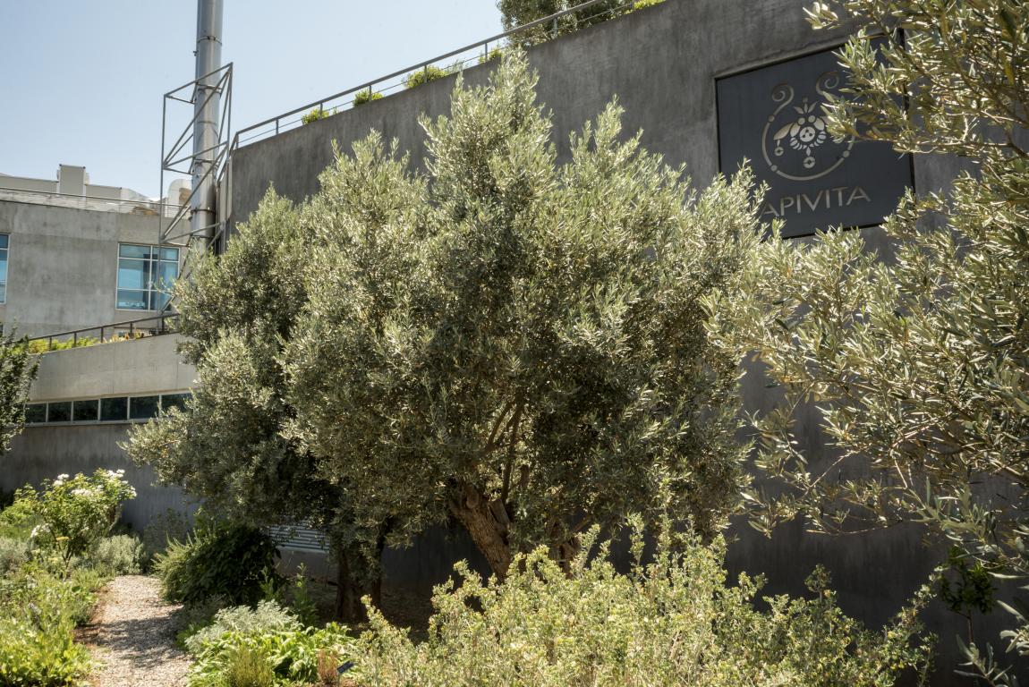 boom apivita μέρα περιβάλλοντος