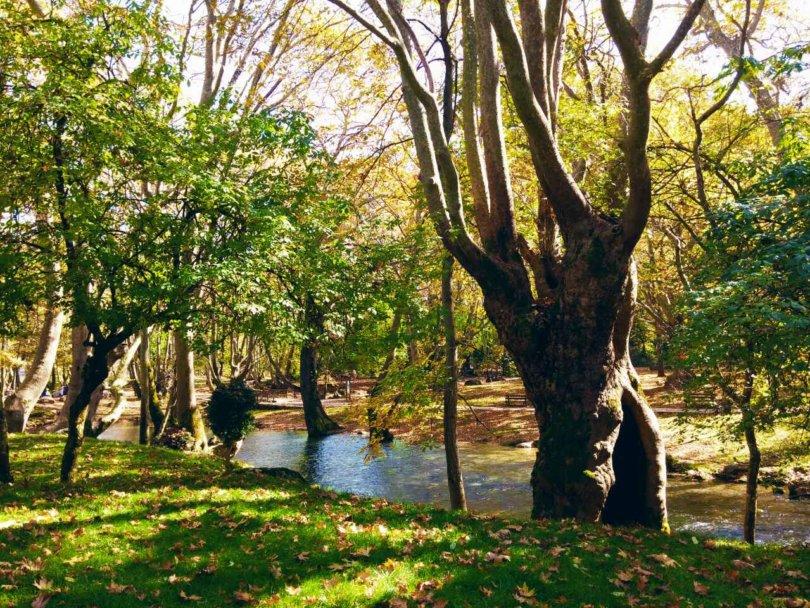 άλσος άγιος νικόλαος νάουσα